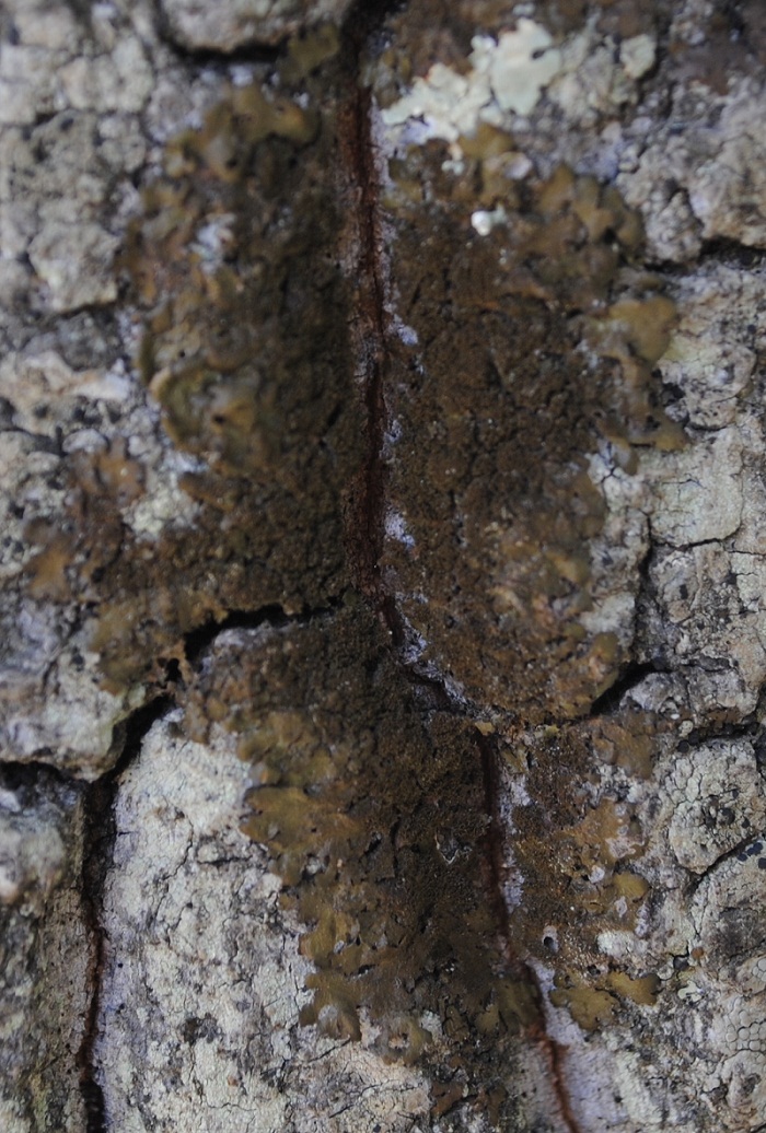 �Parmotrema perlatum e Parmelia glabratula?