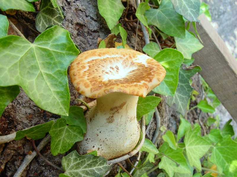 Fungo da id (Polyporus squamosus)
