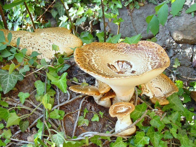 Fungo da id (Polyporus squamosus)