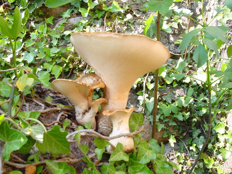 Fungo da id (Polyporus squamosus)