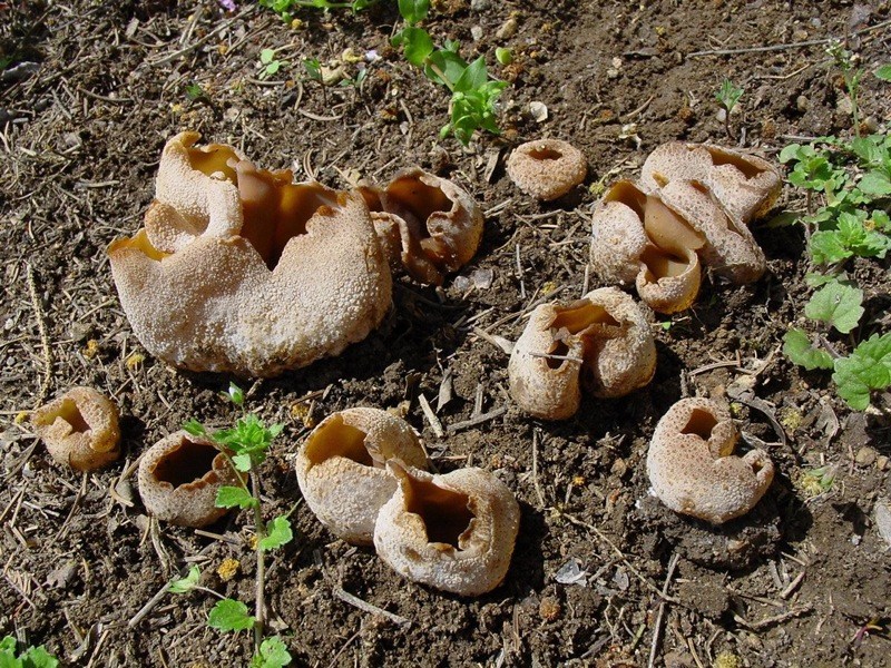 Ritrovamento del 19.04.2011 bosco di Quercia