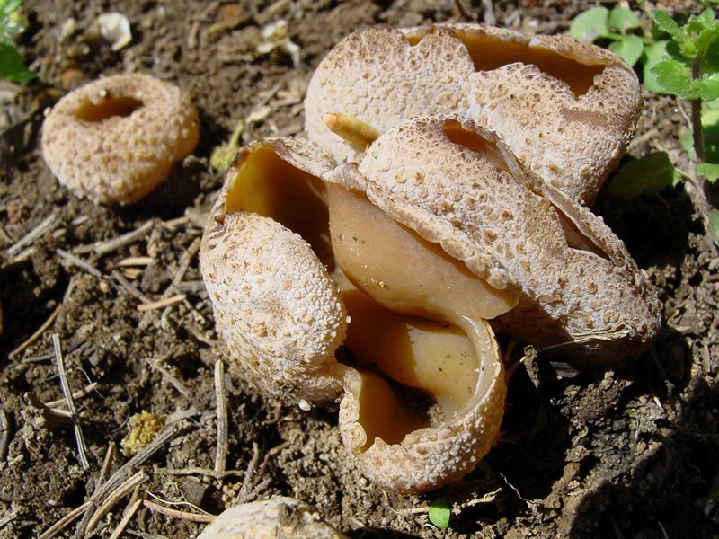 Ritrovamento del 19.04.2011 bosco di Quercia