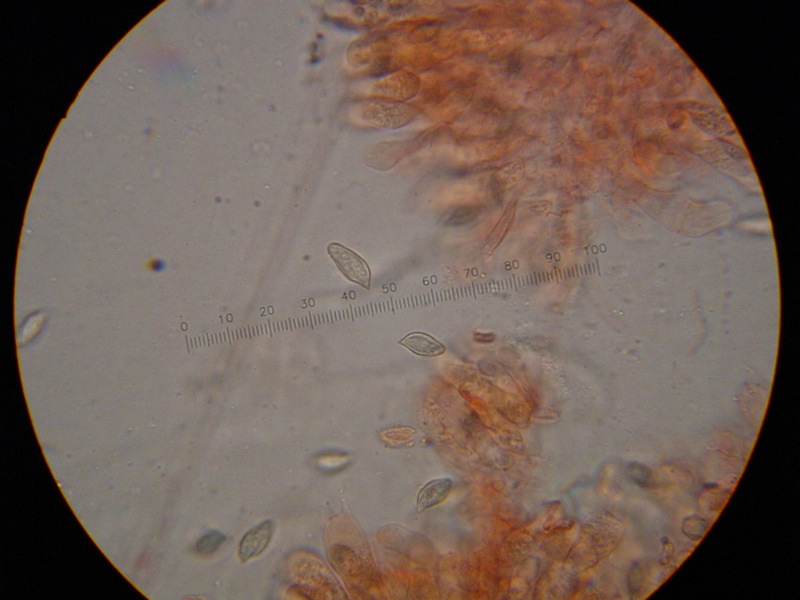 Clitocybe sp, ?