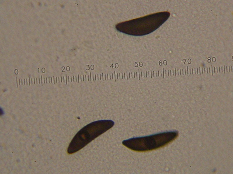 fungo(?) ma senza cappello, lamelle e gambo :-)