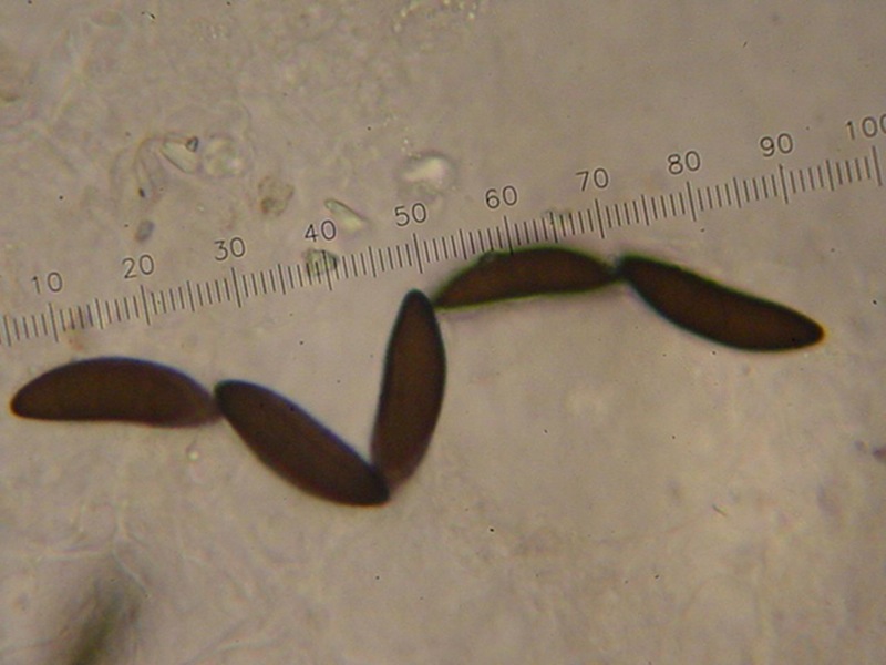 fungo(?) ma senza cappello, lamelle e gambo :-)