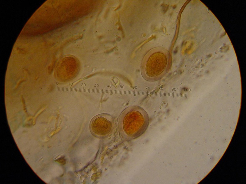 Quiz del  fine settimana.......