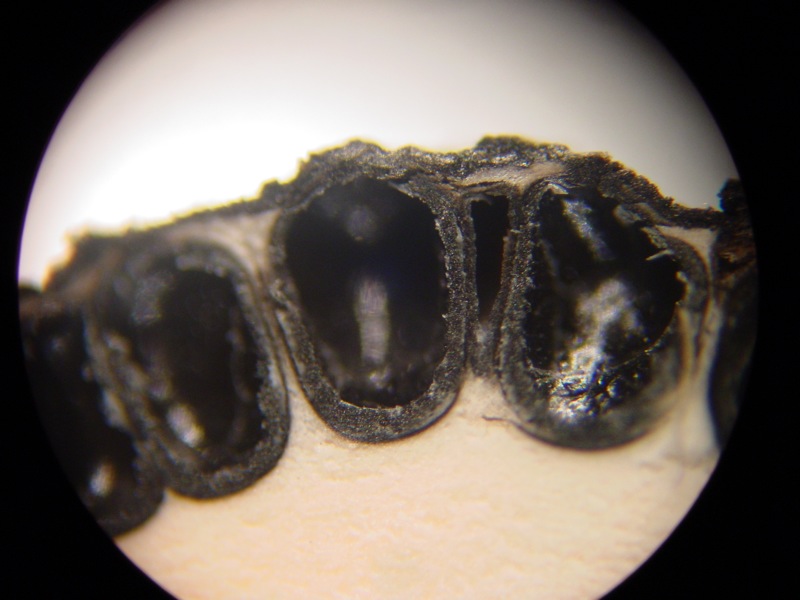 fungo(?) ma senza cappello, lamelle e gambo :-)