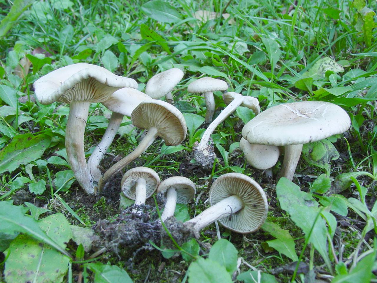 Clitocybe sp.