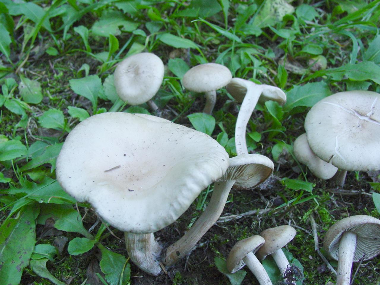 Clitocybe sp.