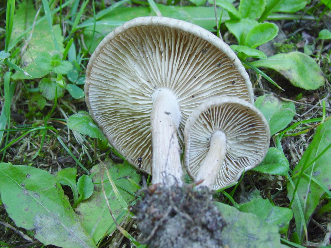 Clitocybe sp.