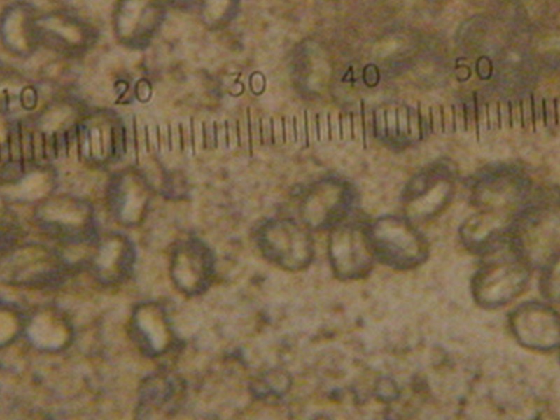 Clitocybe sp.