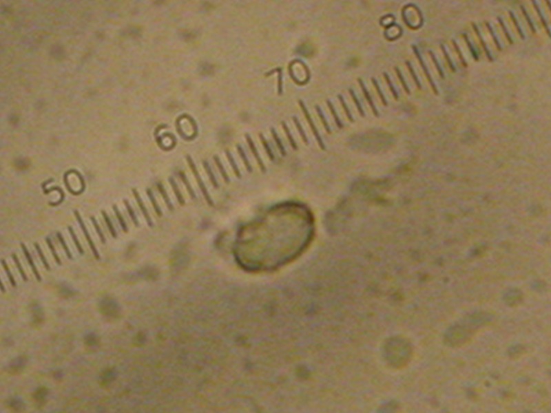 Clitocybe sp.