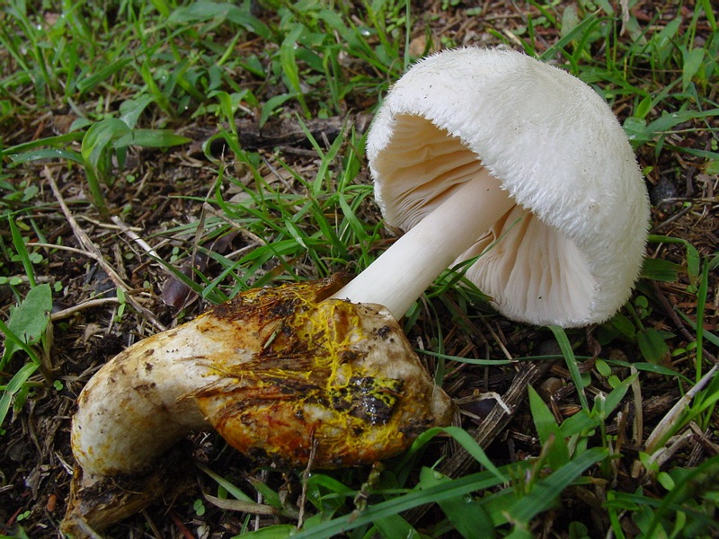 Fotografato il 18.01.2011.tronco morto di quercia