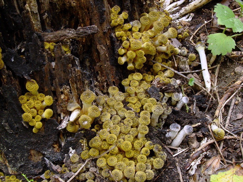 funghi su ceppo tagliato