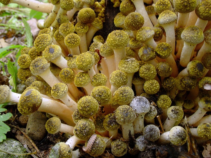 funghi su ceppo tagliato