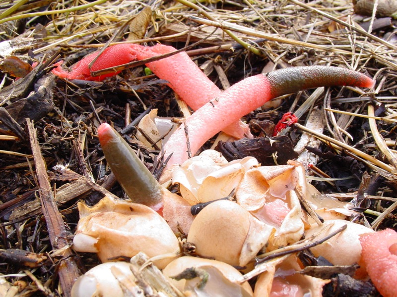 1� ritrovamento di Mutinus caninus