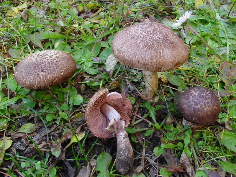 identificazione4