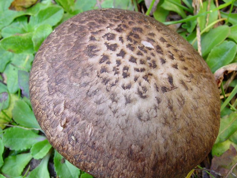 identificazione4