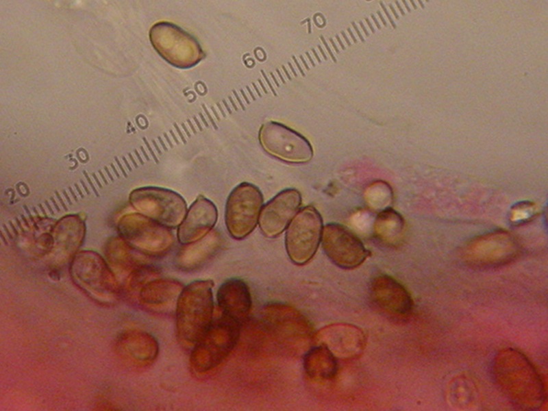identificazione4