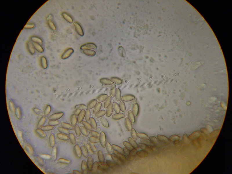 dalle desolatio alla consolatio: Quiz