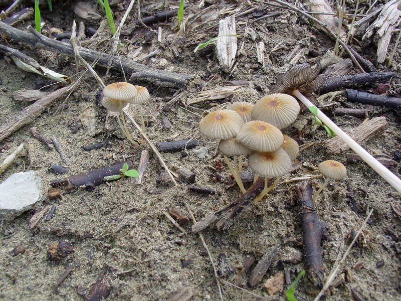 Coprinus ?