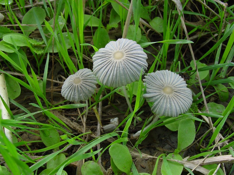 Coprinus ?