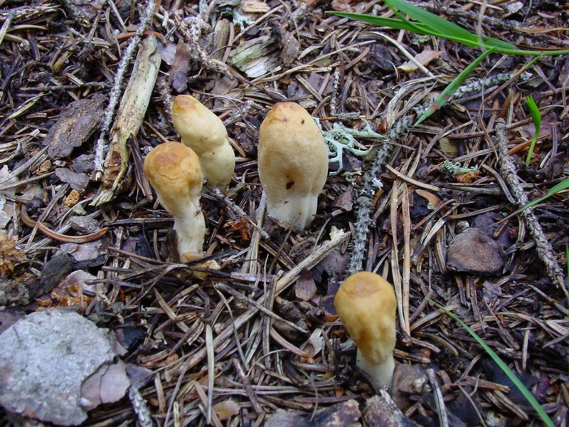 Clavariadelphus ligula?