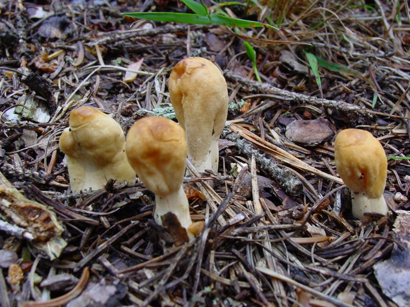 Clavariadelphus ligula?