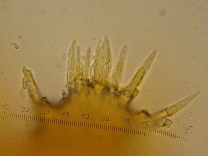 Dasyscyphella nivea - desolazia due