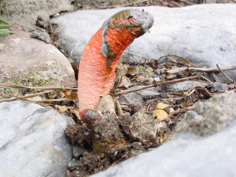 1� ritrovamento di Mutinus caninus