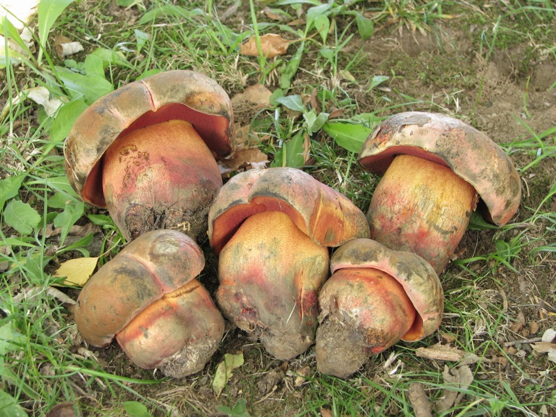 Boletus vecchio ritrovamento.