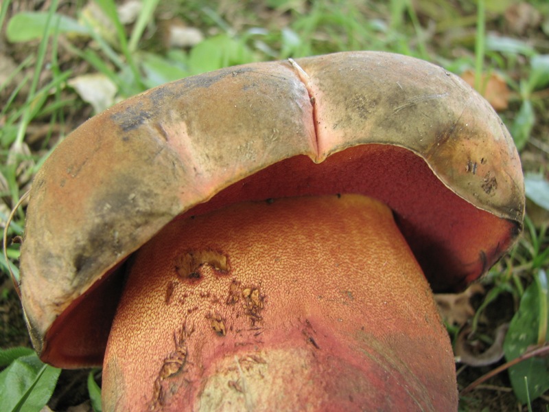 Boletus vecchio ritrovamento.