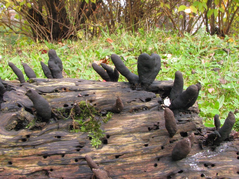 fungo(?) ma senza cappello, lamelle e gambo :-)