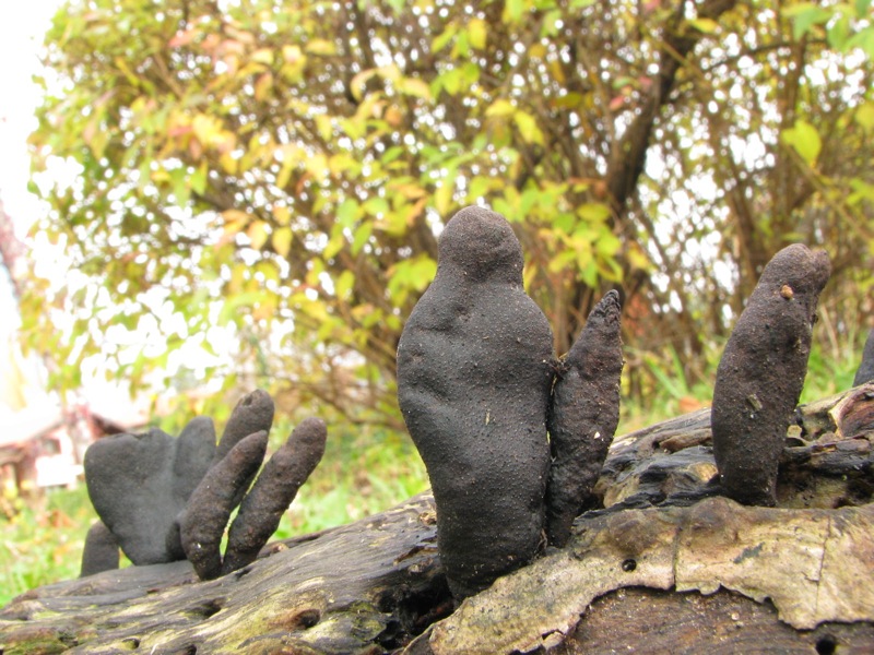 fungo(?) ma senza cappello, lamelle e gambo :-)