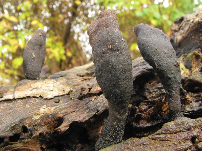 fungo(?) ma senza cappello, lamelle e gambo :-)