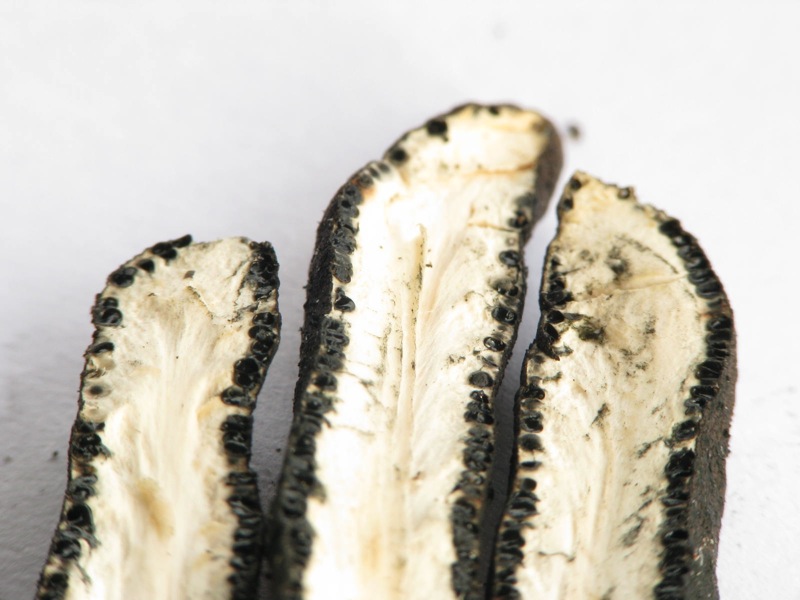 fungo(?) ma senza cappello, lamelle e gambo :-)