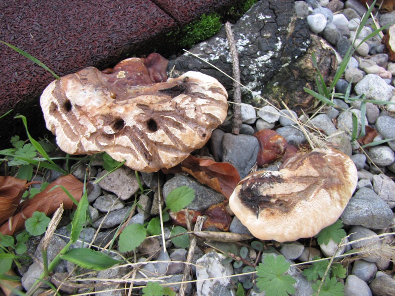 fungo coriaceo (crescita di Ganoderma sp.)