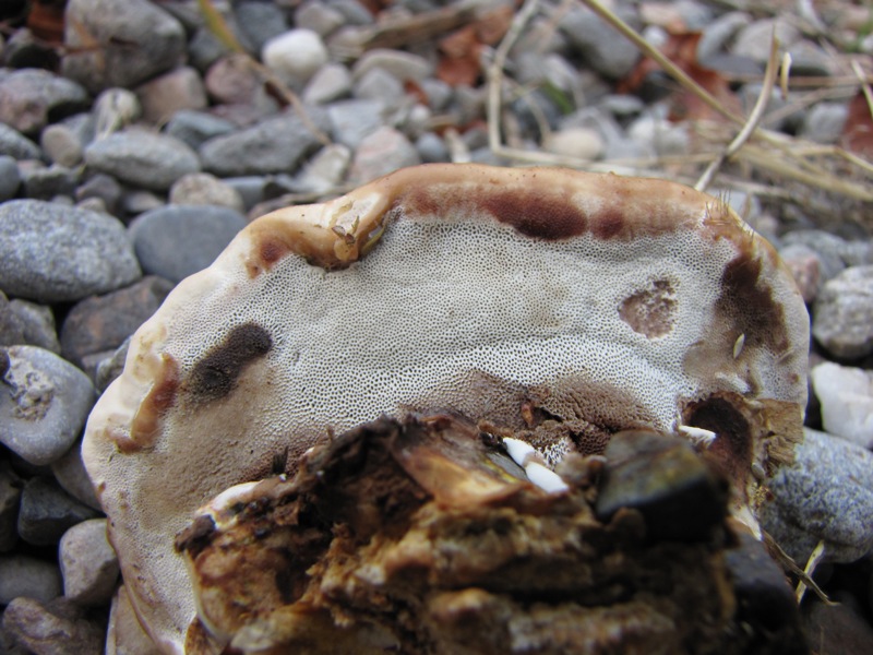 fungo coriaceo (crescita di Ganoderma sp.)