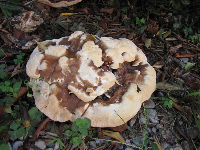 fungo coriaceo (crescita di Ganoderma sp.)