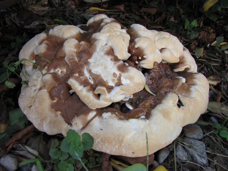 fungo coriaceo (crescita di Ganoderma sp.)