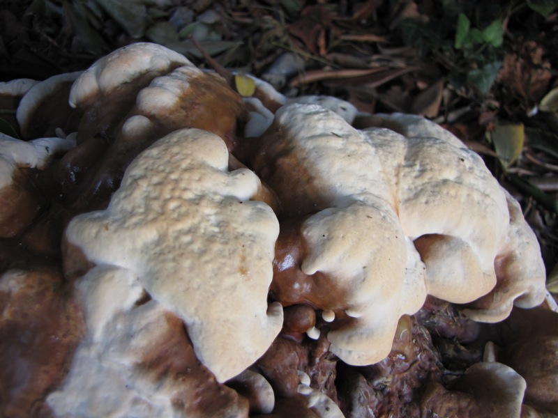 fungo coriaceo (crescita di Ganoderma sp.)