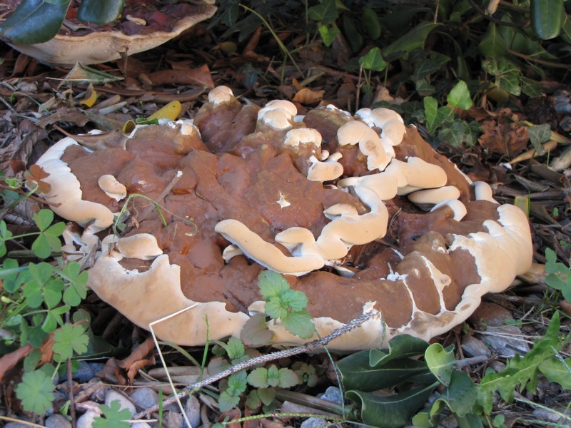 fungo coriaceo (crescita di Ganoderma sp.)