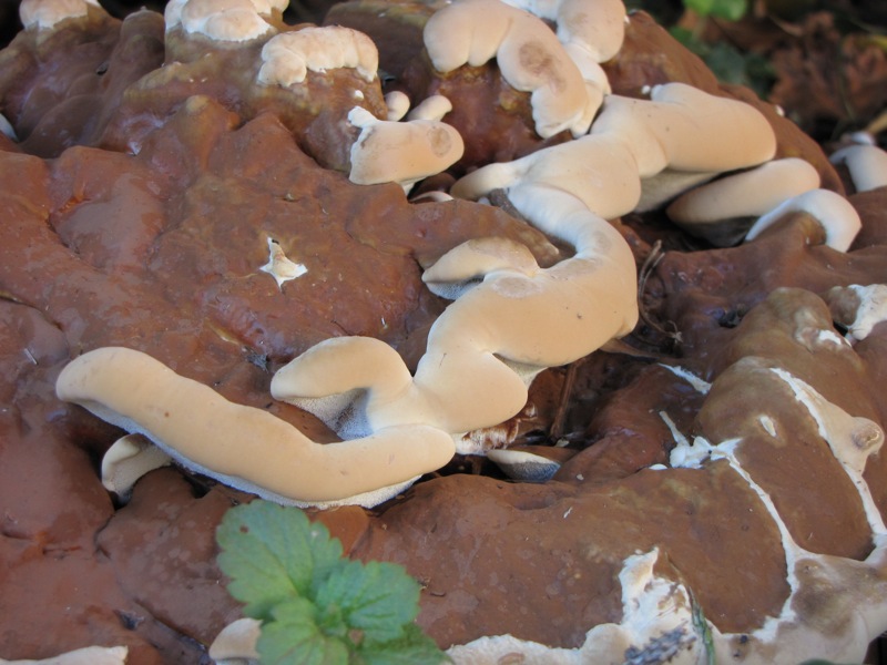 fungo coriaceo (crescita di Ganoderma sp.)