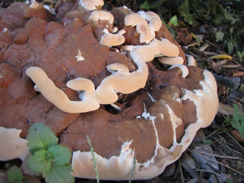 fungo coriaceo (crescita di Ganoderma sp.)