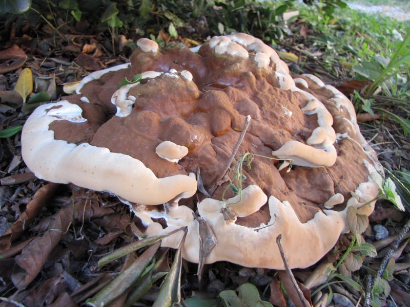 fungo coriaceo (crescita di Ganoderma sp.)