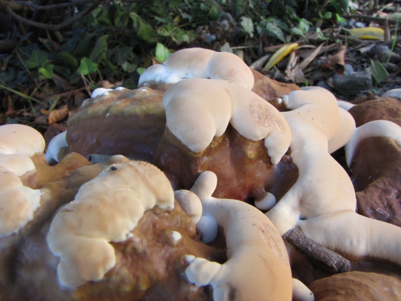 fungo coriaceo (crescita di Ganoderma sp.)