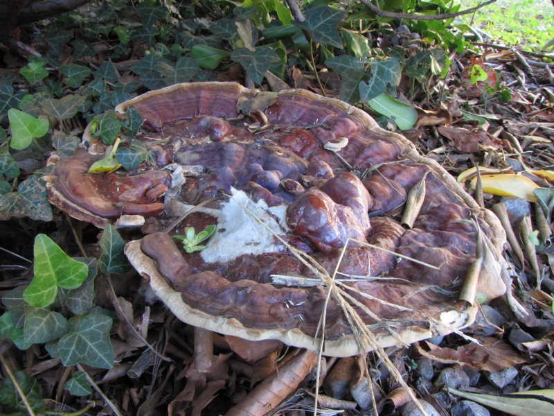 fungo coriaceo (crescita di Ganoderma sp.)