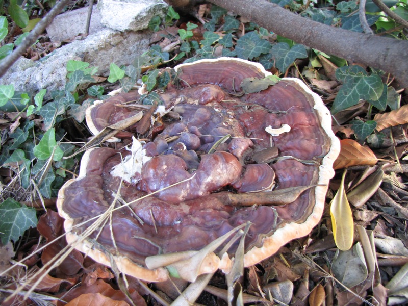 fungo coriaceo (crescita di Ganoderma sp.)