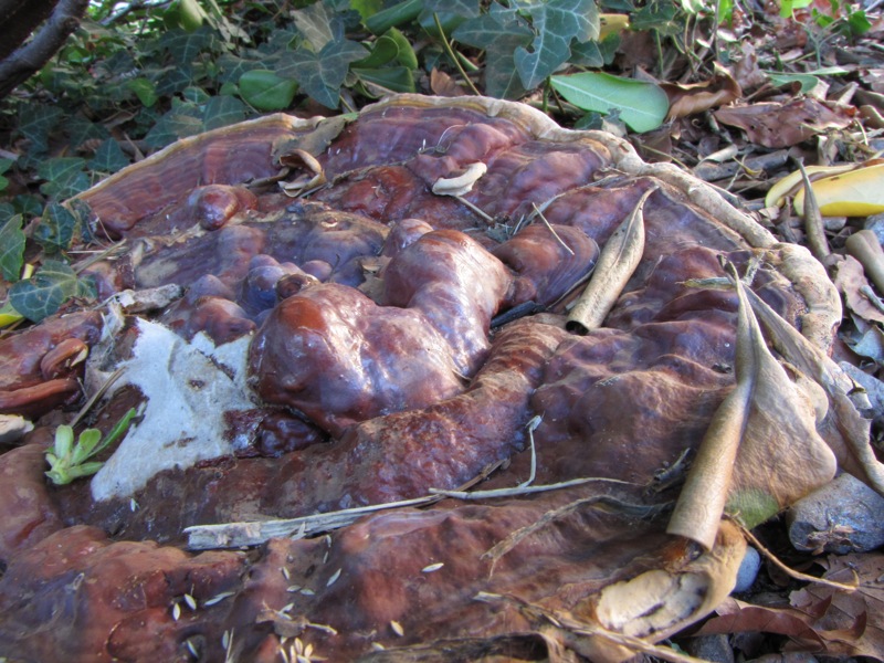 fungo coriaceo (crescita di Ganoderma sp.)