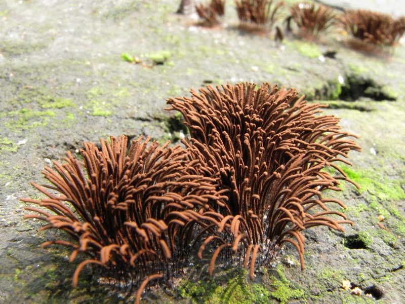 Stemonitis axifera?